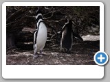IMGP8484 ywo penguins