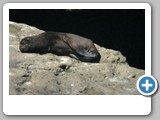 IMGP8528 sea-lion on rock